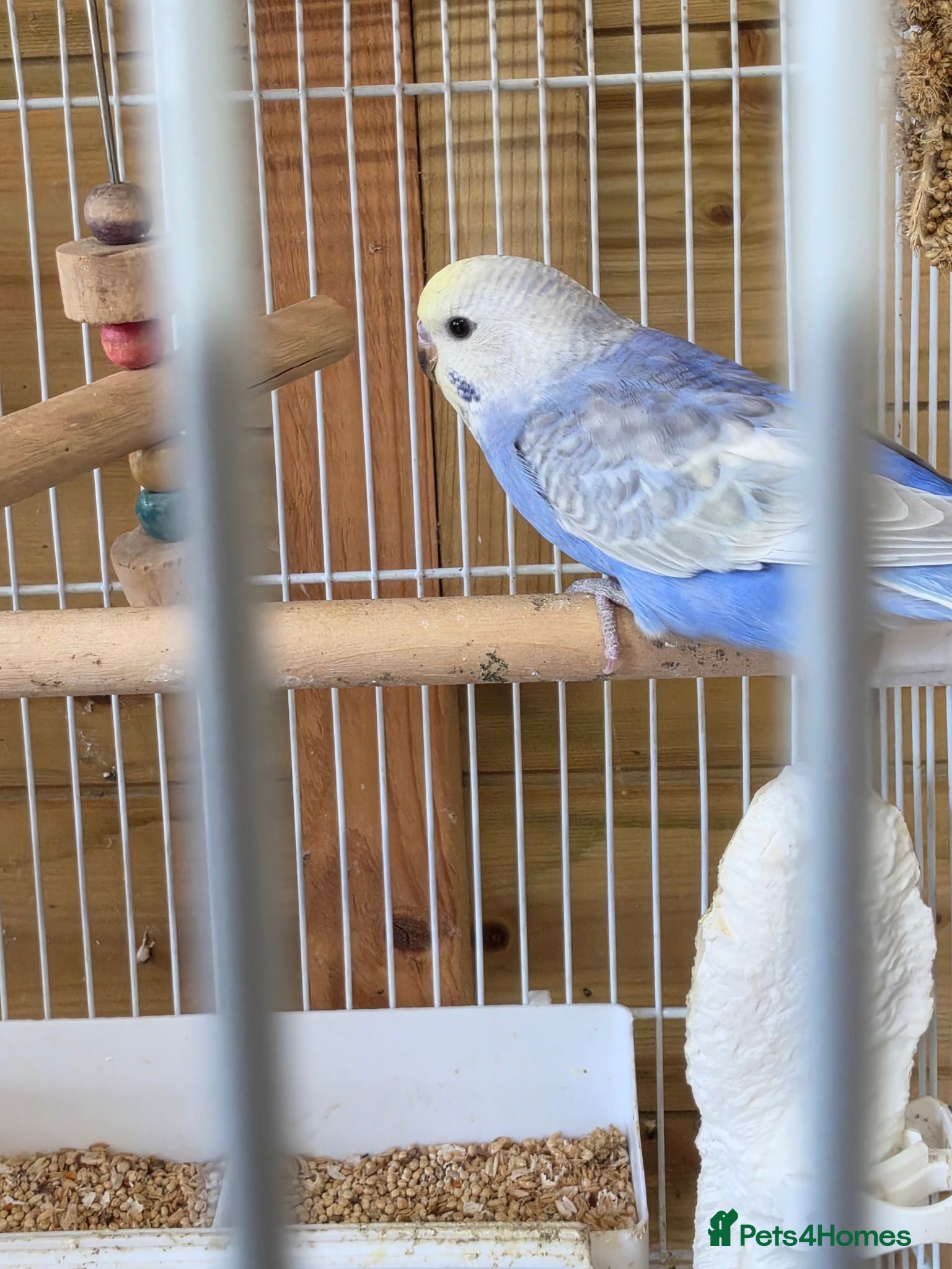 Budgerigars birds Baby Boy Rainbow Budgie - Advert 9