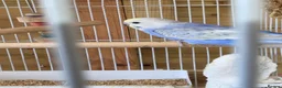 Budgerigars birds for sale: Baby Boy Rainbow Budgie - Advert 1