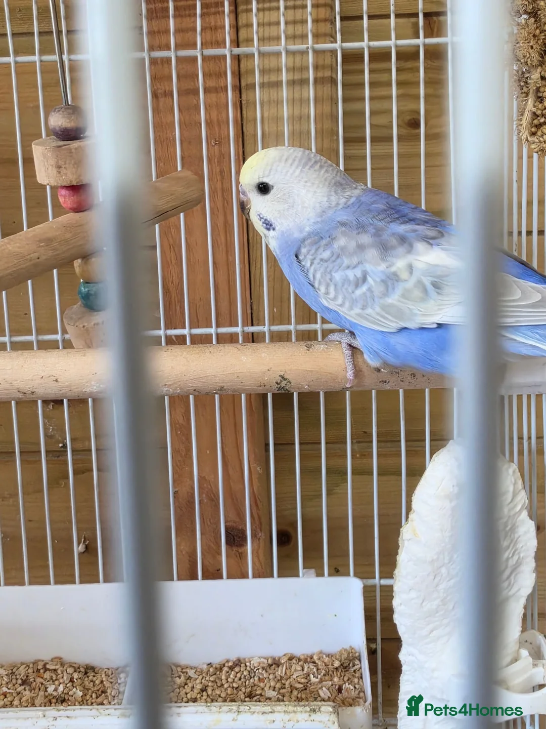 Budgerigars birds for sale: Baby Boy Rainbow Budgie - Advert 1