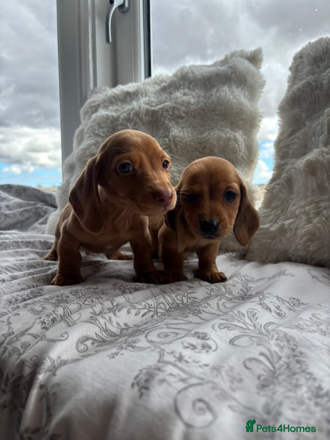 Miniature Dachshund dogs for sale: Ready to leave Miniature dachshunds - Image 5