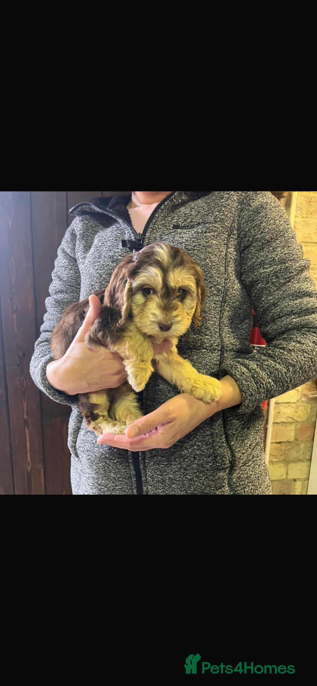 Cockapoo dogs for sale: Adorable show cocker poo puppies - Image 1