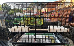 Parrots birds for sale: Male green Quaker parrot  - Image 3