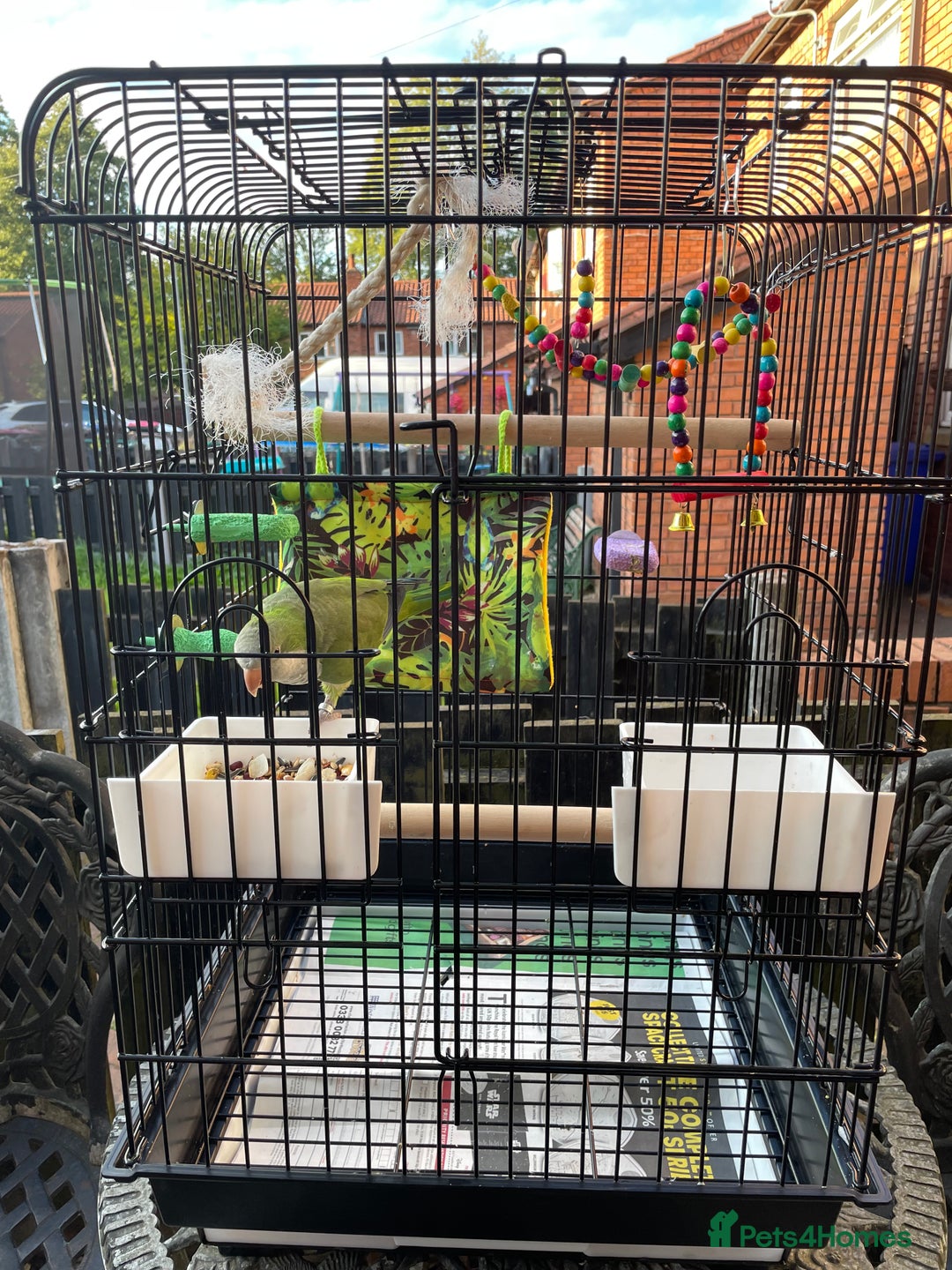 Parrots birds for sale: Male green Quaker parrot  - Image 3
