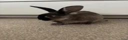 Rex rabbits for sale: Rabbit , comes with cage (pets at home cage) - Advert 3
