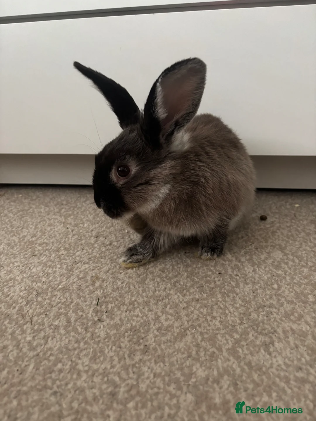 Rex rabbits for sale: Rabbit , comes with cage (pets at home cage) - Advert 3