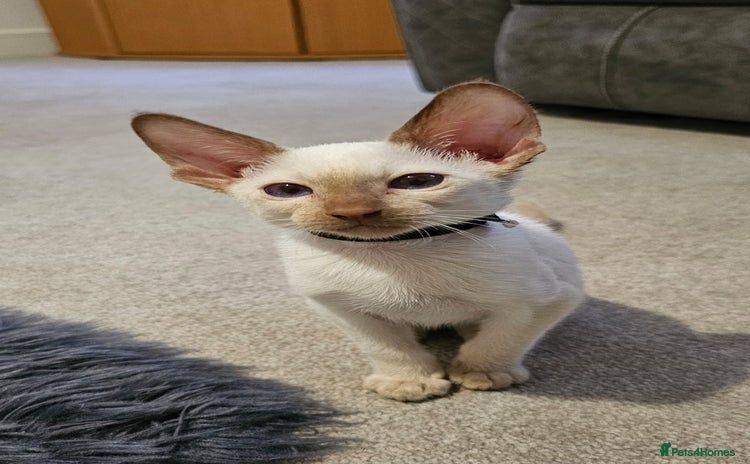 Siamese cats 2x adorable siamese boy kittens 😸  - Advert 9