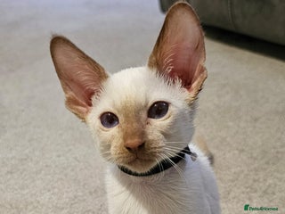 Siamese cats 2x adorable siamese boy kittens 😸 - Advert 7