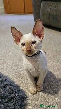 Siamese cats 2x adorable siamese boy kittens 😸 - Advert 9