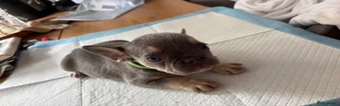 French Bulldog 1