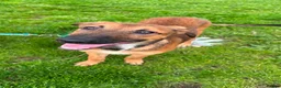 Mixed Breed dogs for sale: Belgian malinois/saluki  - Advert 6