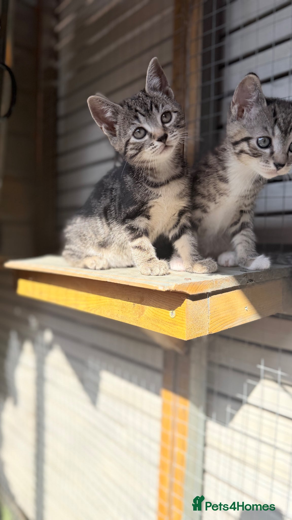 Mixed Breed cats Bsh cross kittens  - Advert 15