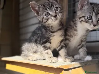 Mixed Breed cats Bsh cross kittens - Advert 15