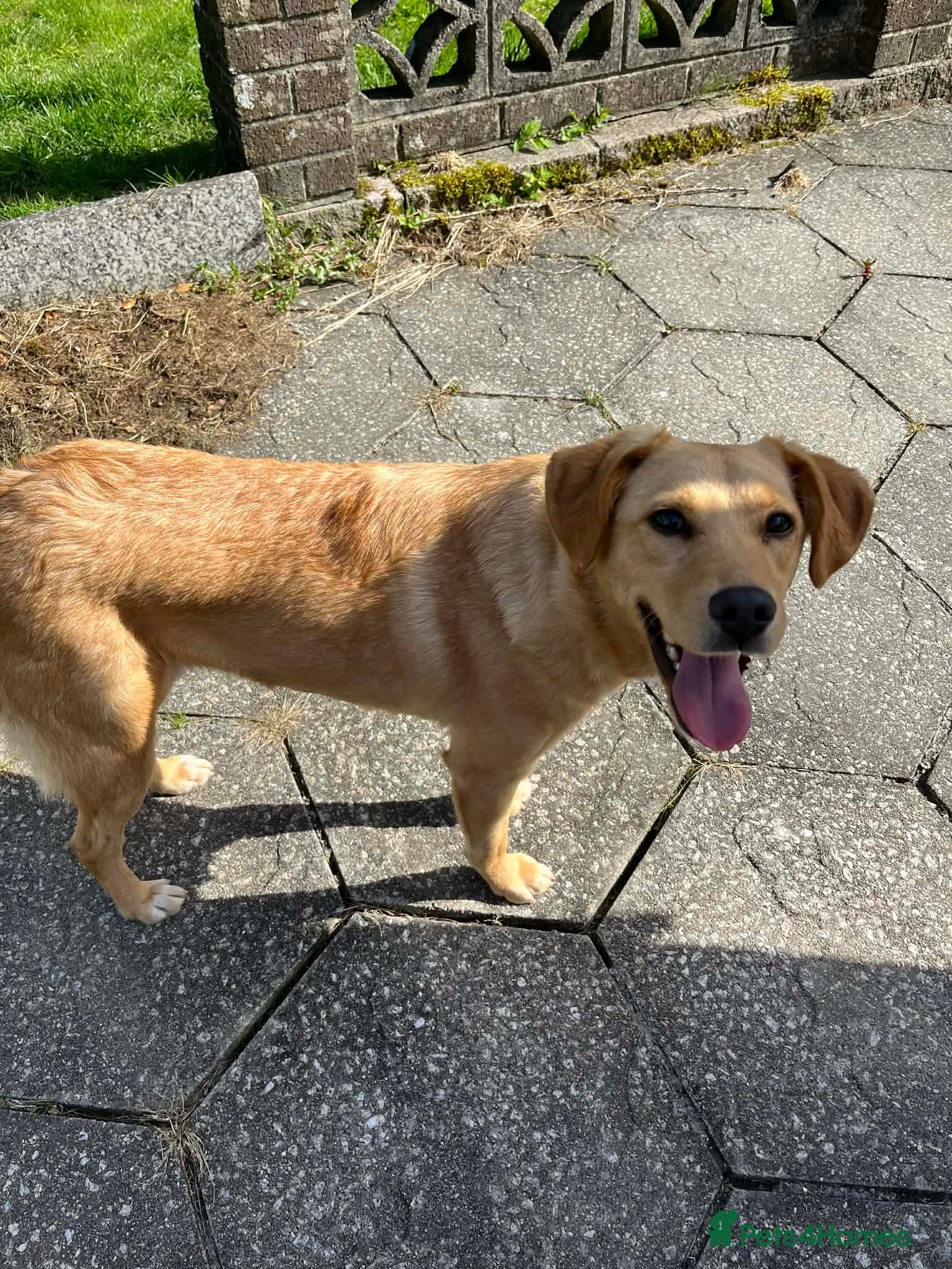 Mixed Breed dogs Sandy - Now ready for her forever home  - Advert 1