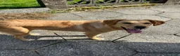 Mixed Breed dogs for adoption: Sandy - Now ready for her forever home  in Truro - Advert 1
