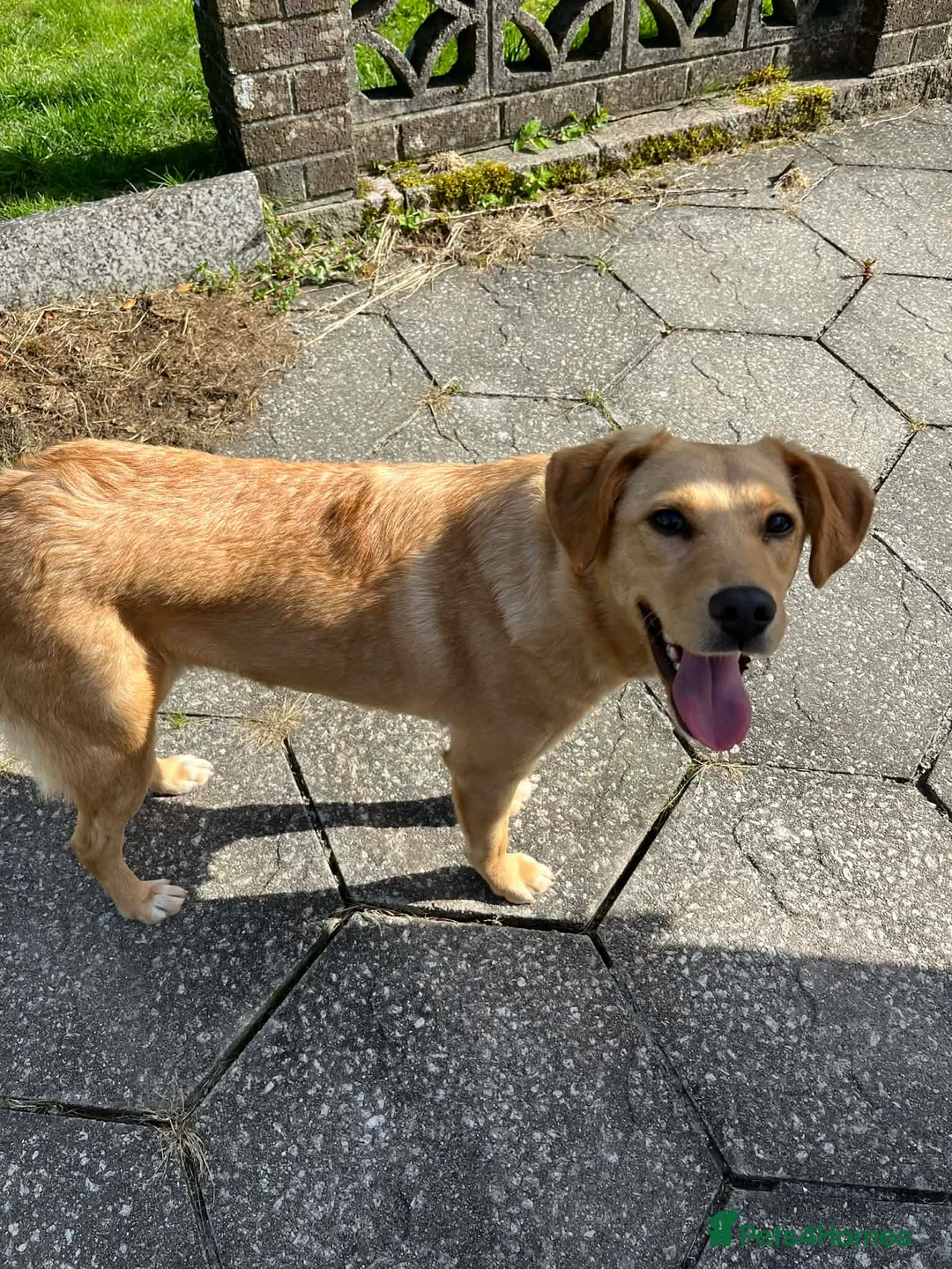 Mixed Breed dogs for adoption: Sandy - Now ready for her forever home  in Truro - Advert 1