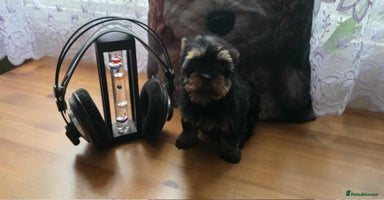 Yorkshire Terrier dogs - Advert 3