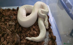 Python Snake reptiles for sale: Royal Python Babies and Adults - Image 4
