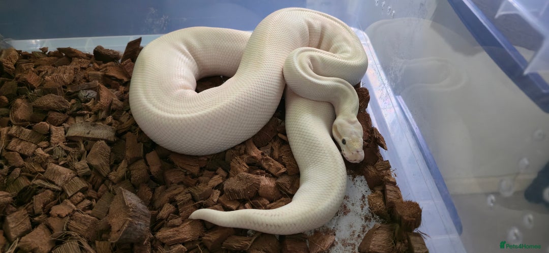 Python Snake reptiles for sale: Royal Python Babies and Adults - Image 4