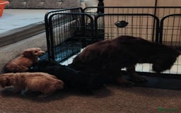 Cockapoo dogs for sale: Adorable Cockapoos - Advert 8