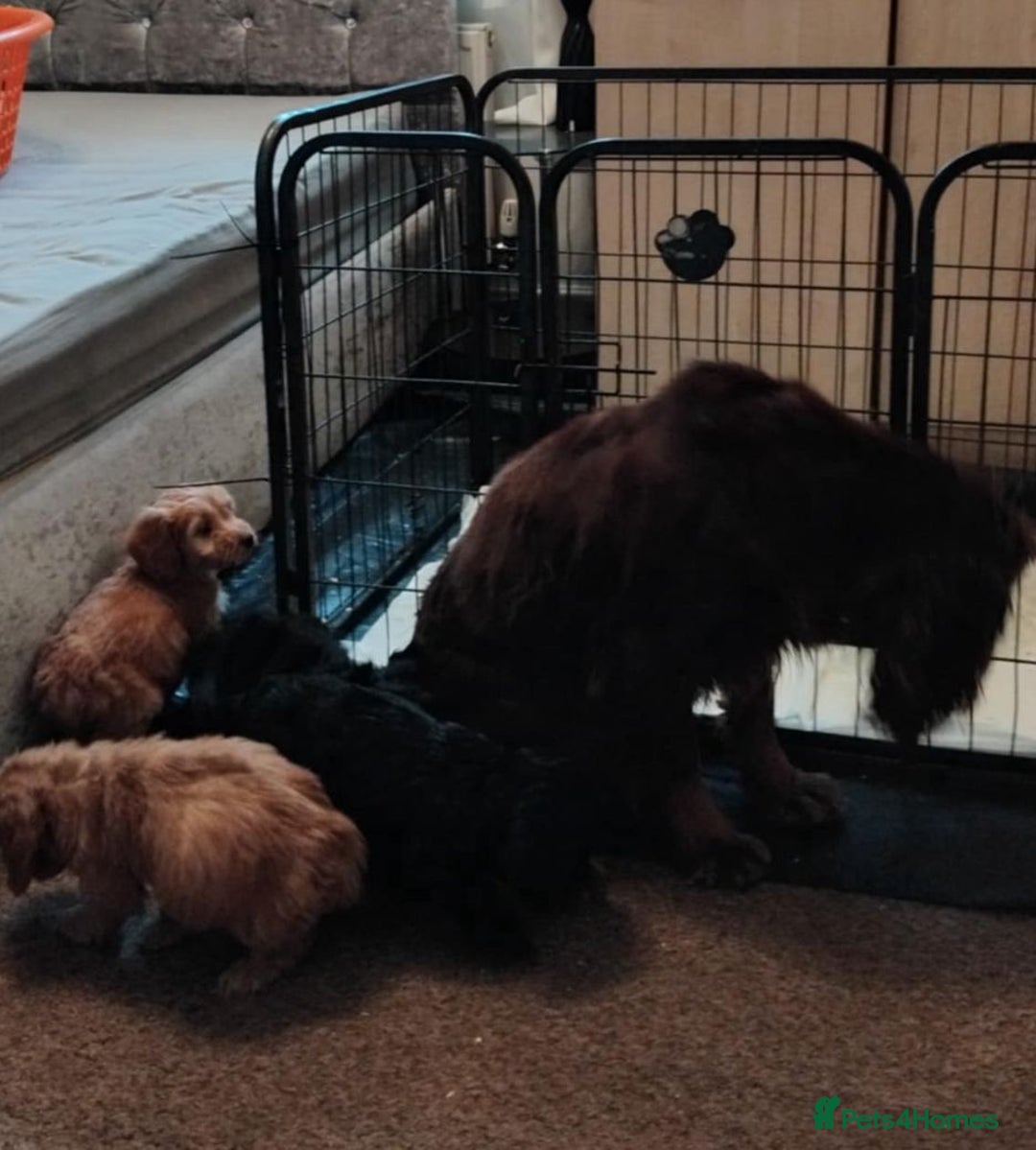 Cockapoo dogs for sale: Adorable Cockapoos - Advert 8