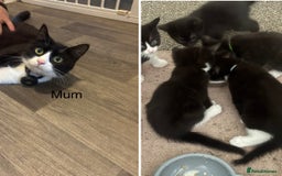 British Shorthair cats for sale: X4 male British shorthair X kittens - Image 21