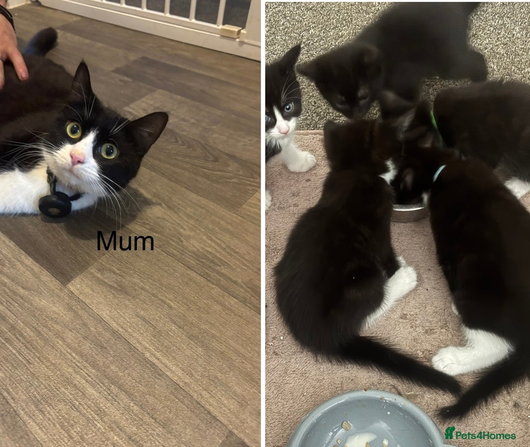 British Shorthair cats for sale: X4 male British shorthair X kittens - Image 21