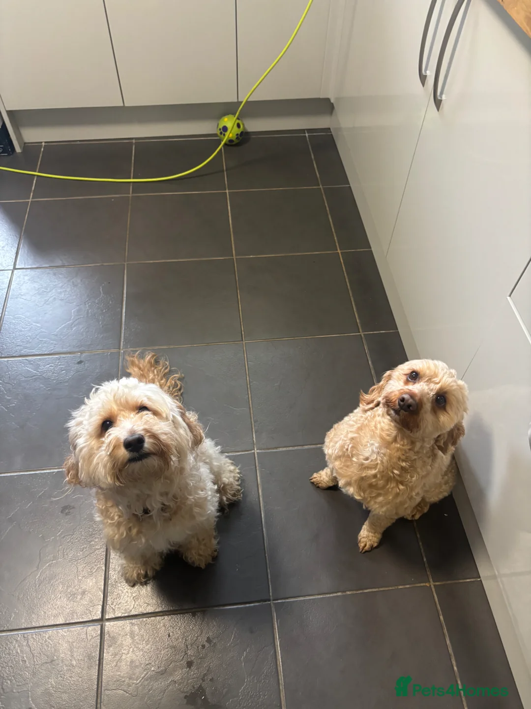 Cockapoo dogs for sale: F2 cockapoos  in Tonypandy - Advert 8