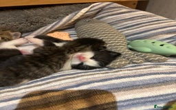 British Shorthair cats for sale: 11 SHORTHAIRED AND LONGHAIRED KITTENS - Image 8