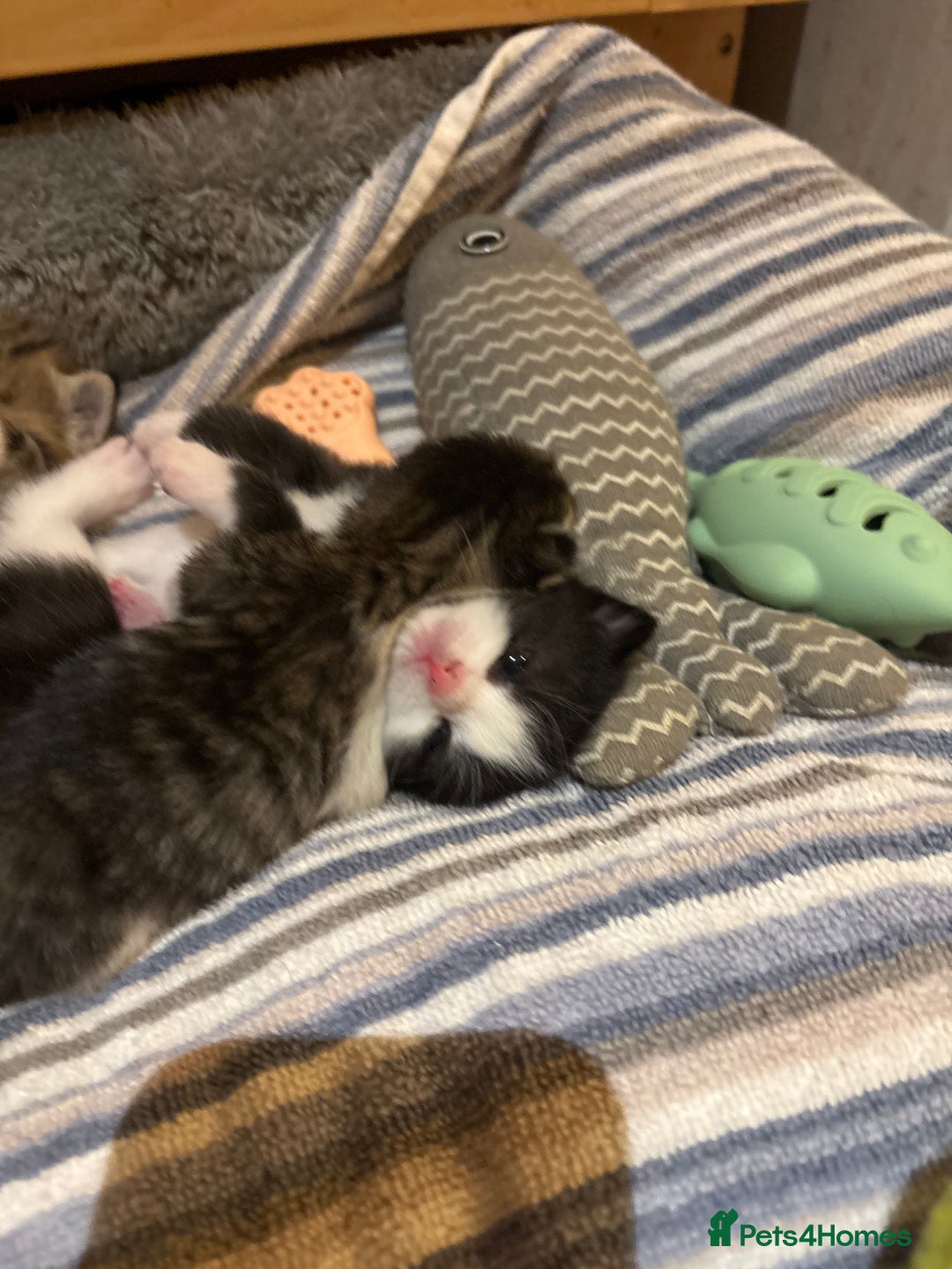 British Shorthair cats for sale: 11 SHORTHAIRED AND LONGHAIRED KITTENS - Image 8