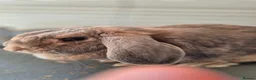 Mini Lop rabbits for sale: Adorable Mini lop girl with all accessories in Lincoln - Advert 5