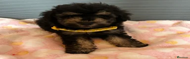 Toy Poodle 1
