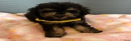 Toy Poodle dogs for sale: TOY POODLE GIRLS AND BOYS READ NOW  - Advert 6