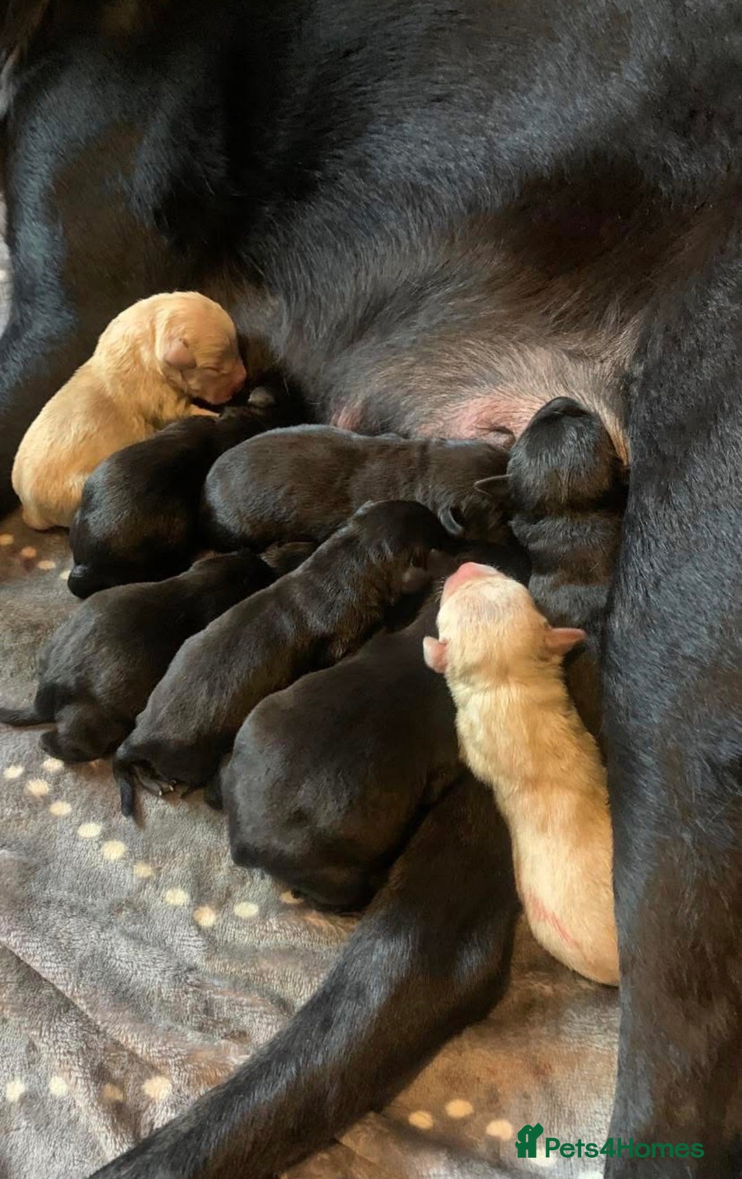 Labrador Retriever dogs for sale: Beautiful Labrador puppies  - Advert 5