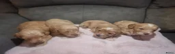 Cockapoo dogs for sale: Beautiful cockerpoo pups in Dorchester - Advert 17