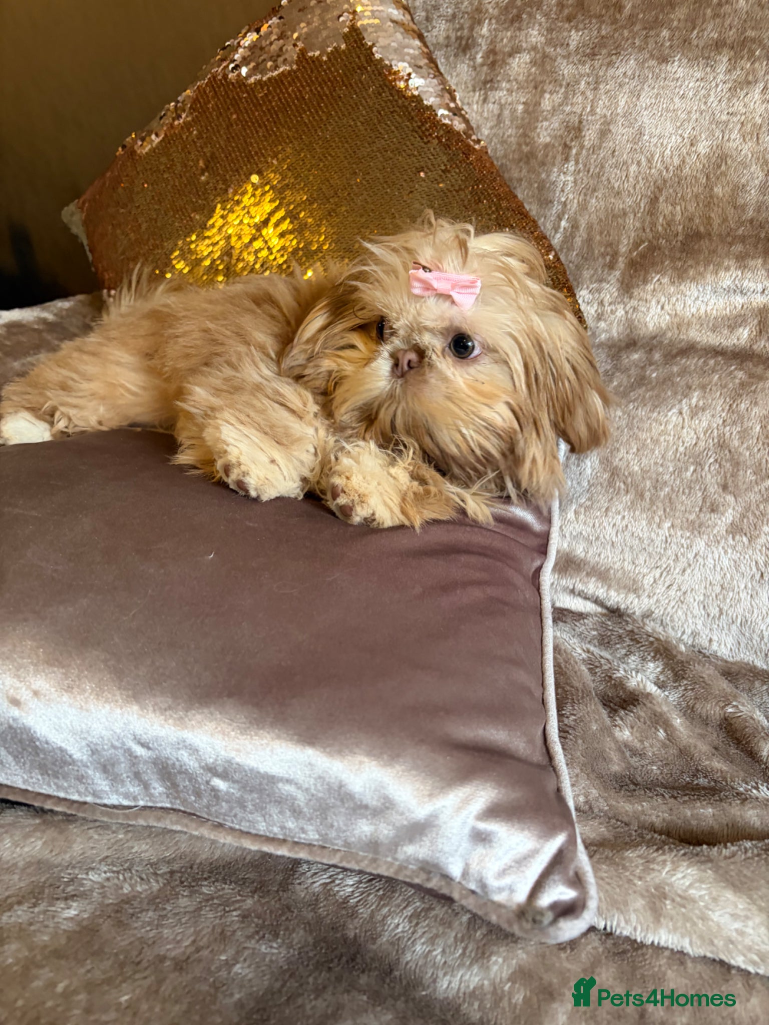 Shih Tzu dogs One girl Shitzu £1,300 - Advert 17