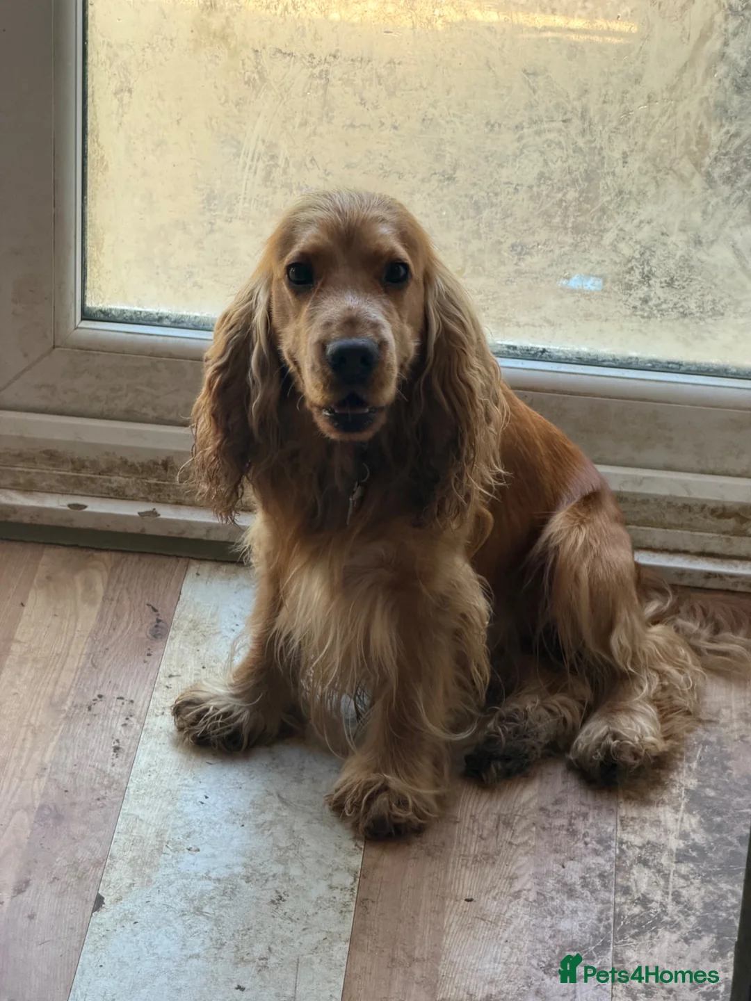 Cocker Spaniel dogs for sale: Beautiful show cocker spaniel  - Advert 7