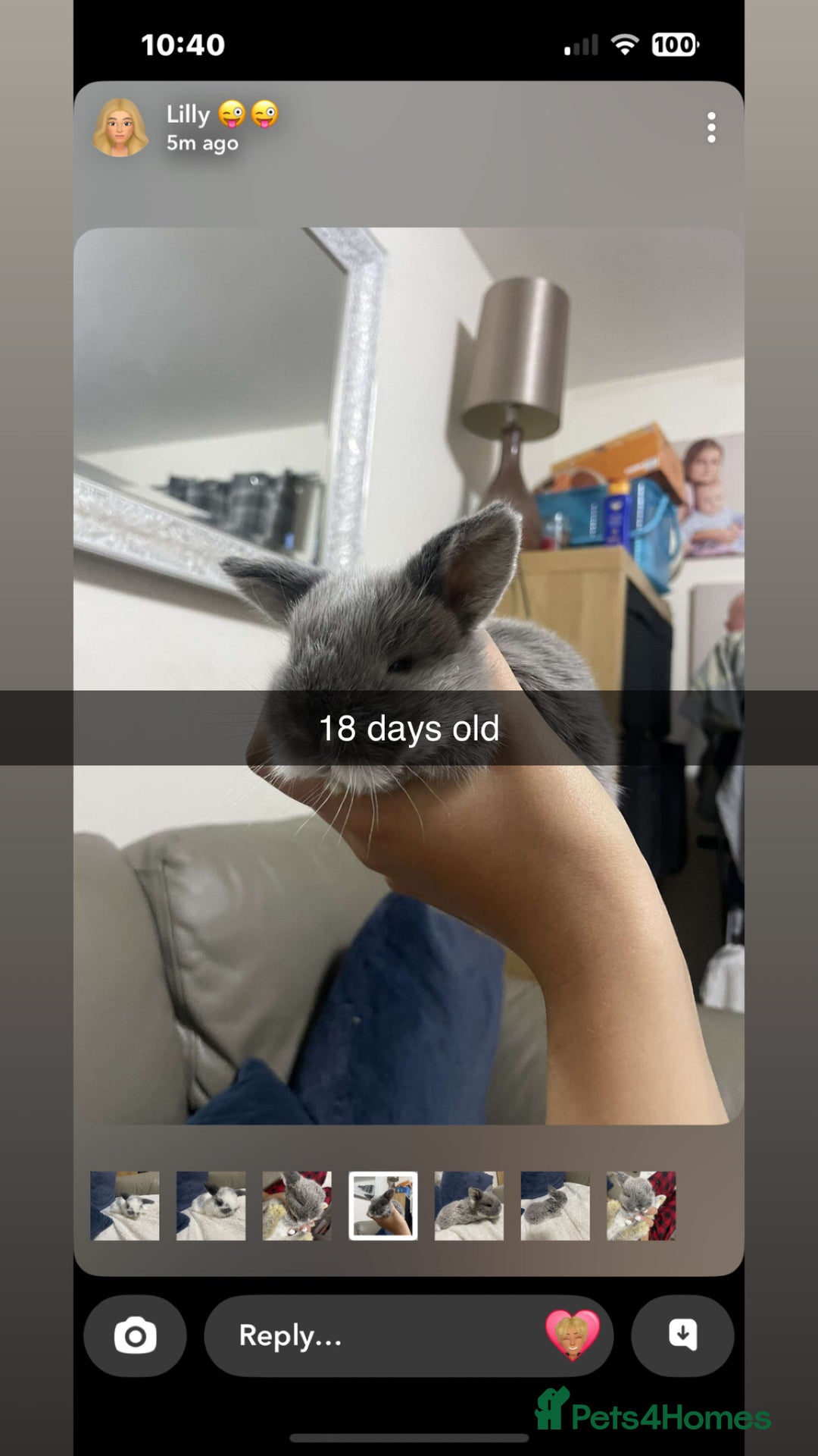 Mini Lop rabbits for sale: 2 baby mini lop bunnies  - Image 4