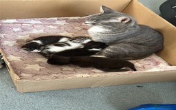 Domestic Shorthair cats for sale: 4 DSH kittens for sale - Image 1