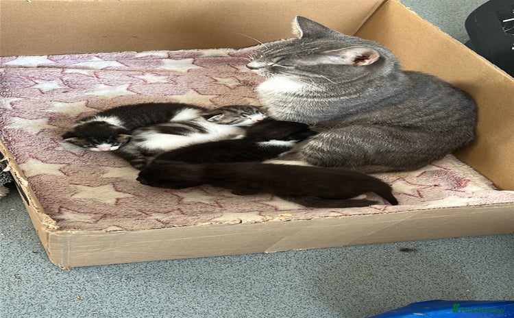 Domestic Shorthair cats - Advert 4