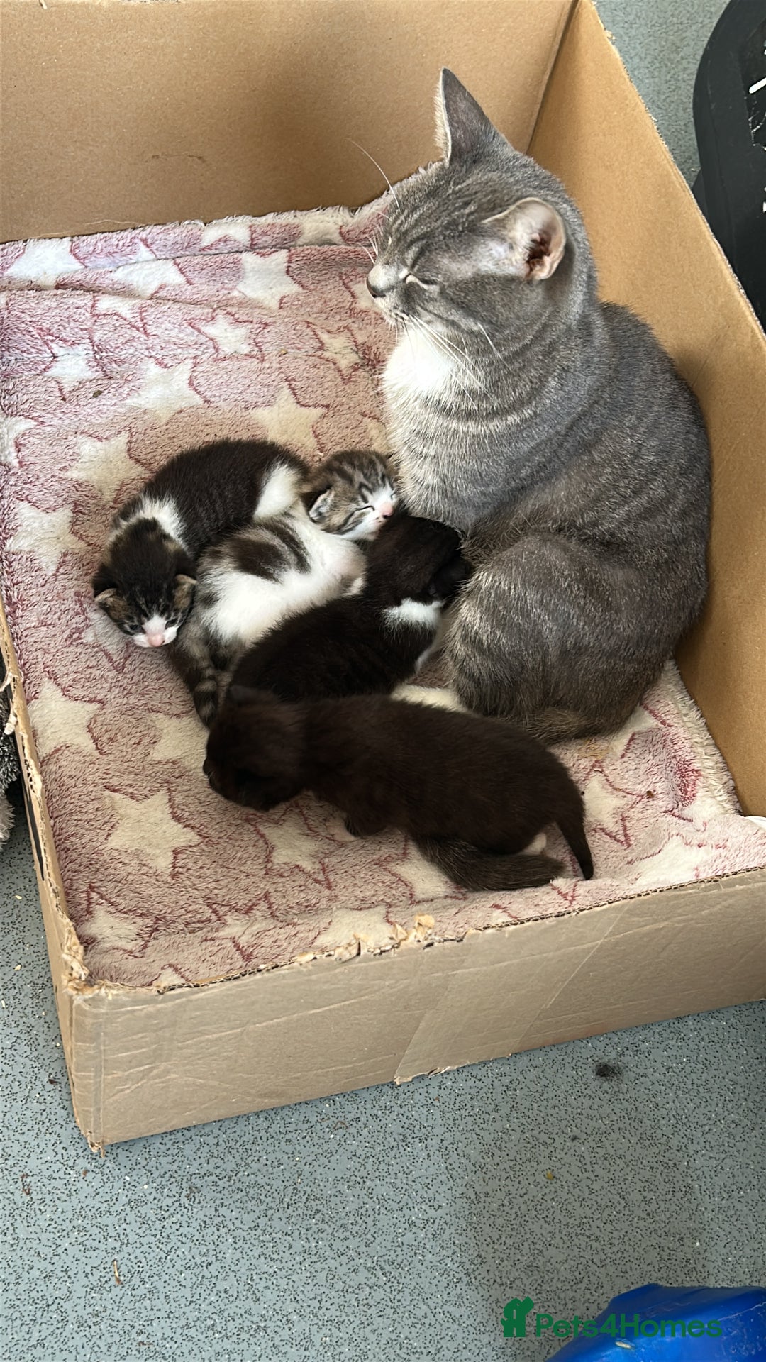 Domestic Shorthair cats for sale: 4 DSH kittens for sale - Image 1