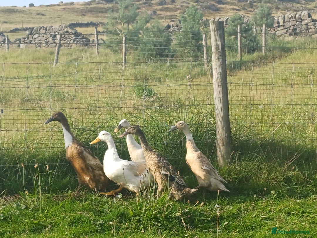 Ducks poultry for sale: Indian Runner Ducks - Image 7