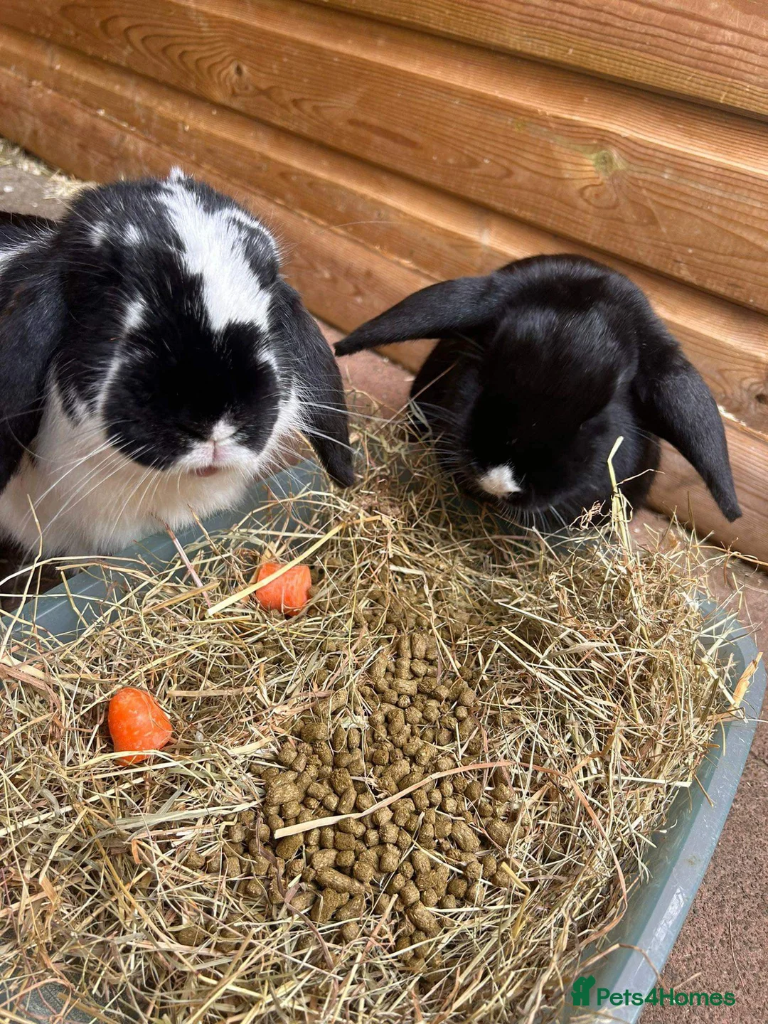 Mini Lop rabbits for sale: Male mini lops - Advert 3