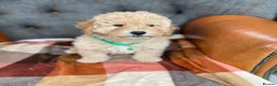 Cavapoo dogs for sale: Beautiful F1 Cavapoo puppies in Aylesford - Advert 14