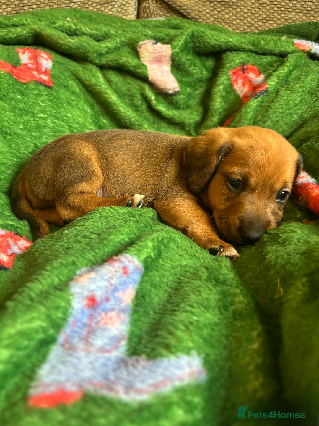 Miniature Dachshund dogs for sale: Dachshund x Jack Russell puppies (Jackshund) - Image 20