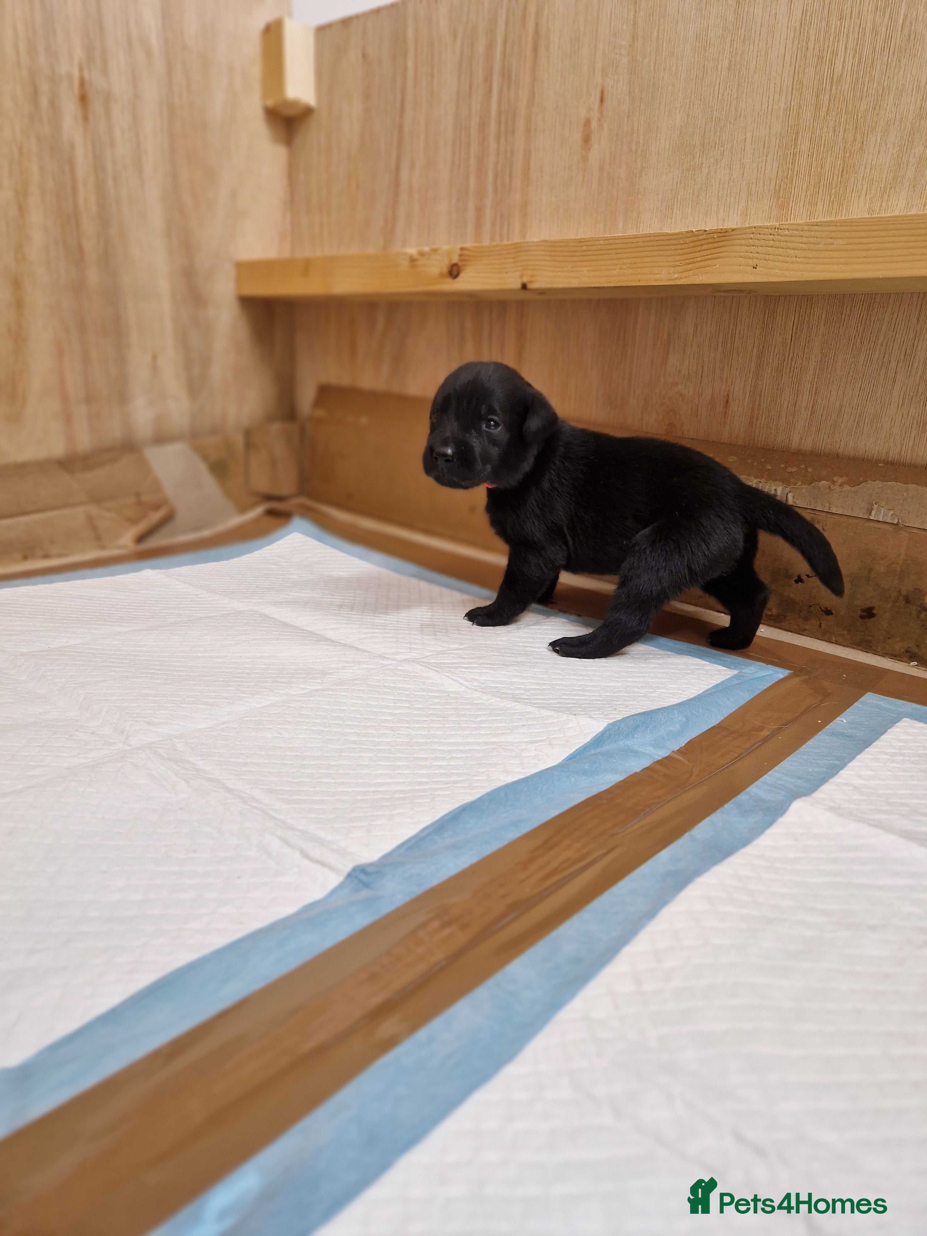 Labrador Retriever dogs Black Lab Pups INT FT Ch Sire Champion Bloodlines - Advert 2