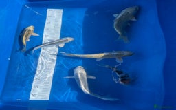 Koi Carp fish for sale: Various koi carp - Image 17