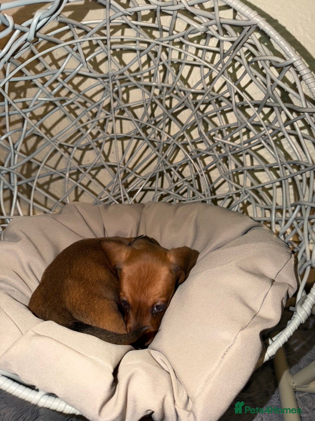 Dachshund dogs for sale: Dachshund Puppies Available 🐾 - Advert 20