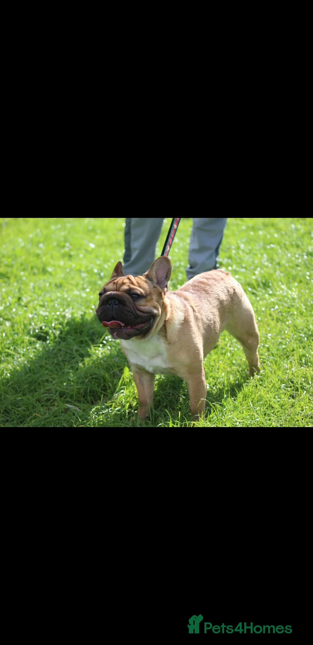 French Bulldog dogs for stud: French bulldog  in Manchester - Advert 14