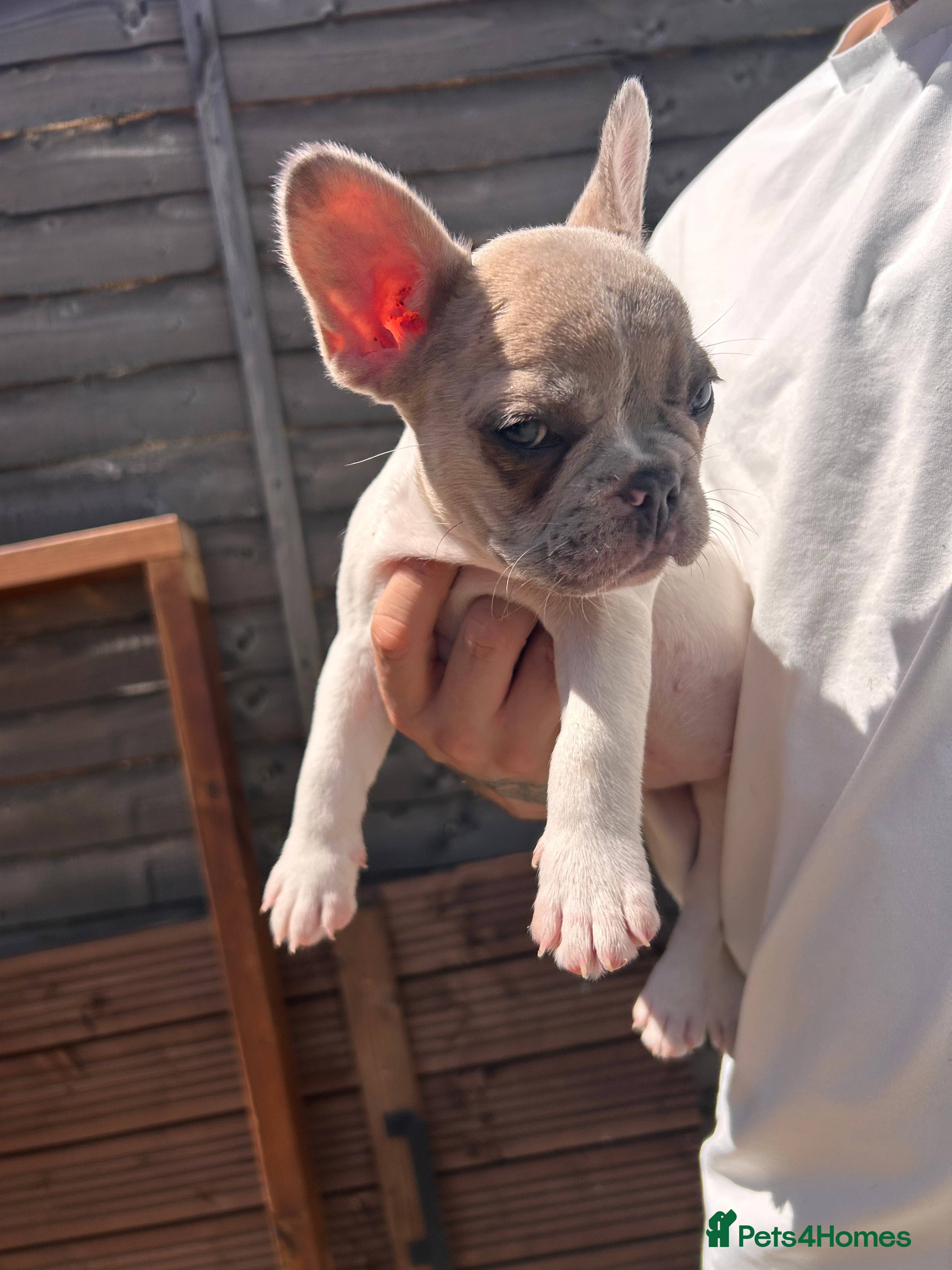 French Bulldog dogs for sale: DWKC French bulldog puppies  - Advert 13