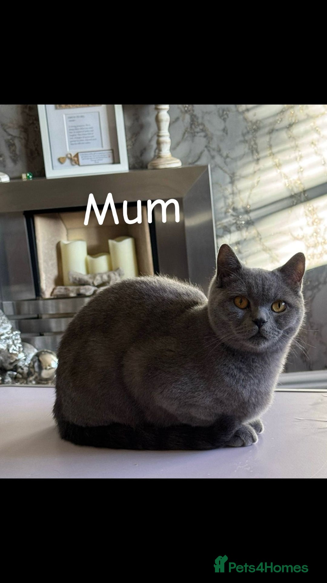 British Shorthair cats for sale: Beautiful female BSH kitten  - Advert 6